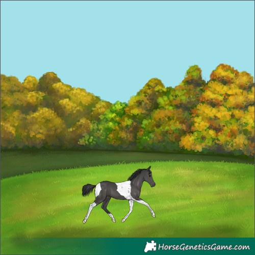 Horse Color:Black Tobiano 
