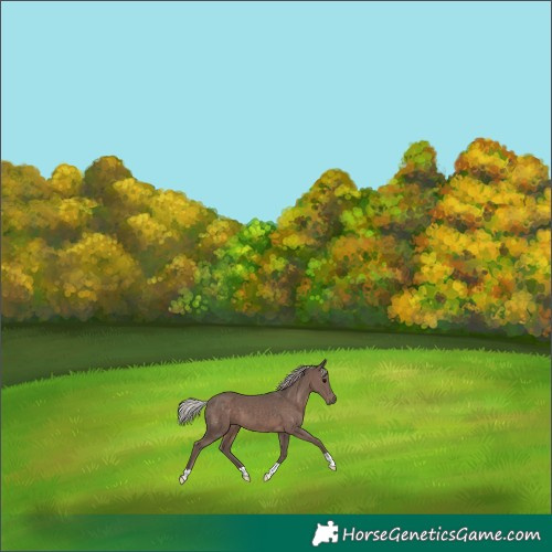 Horse Color:Silver Black 