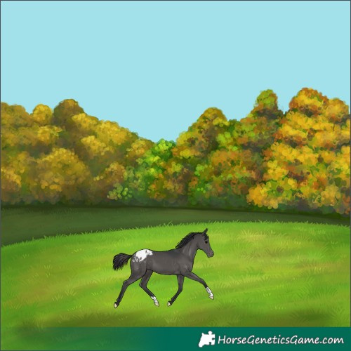 Horse Color:Black Appaloosa 
