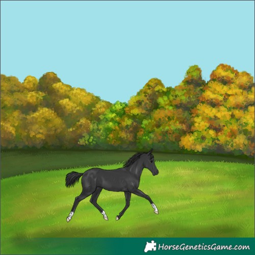 Horse Color:Black 