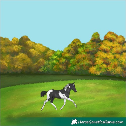 Horse Color:Black Tobiano 