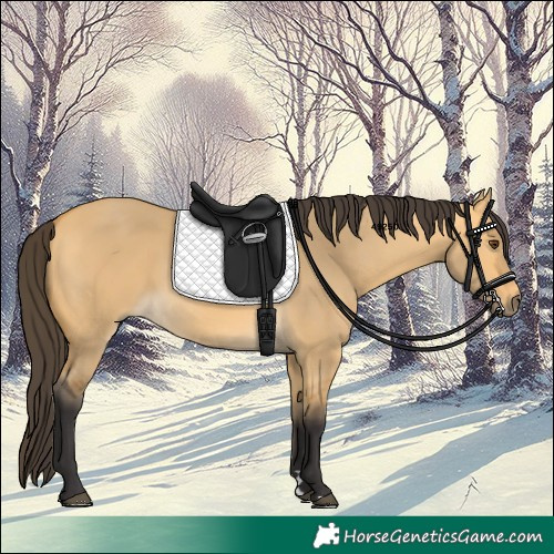 Horse Color:Buckskin Dun