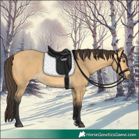 Horse Color:Buckskin Dun 