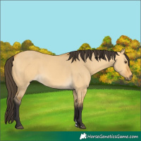 Horse Color:Buckskin Dun 