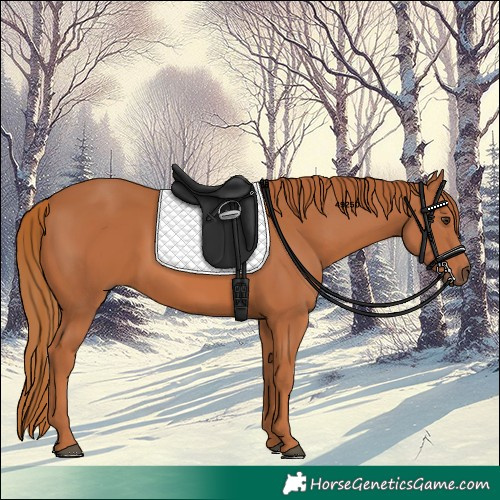 Horse Color:Chestnut 