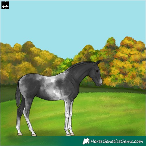 Horse Color:Black Tobiano 
