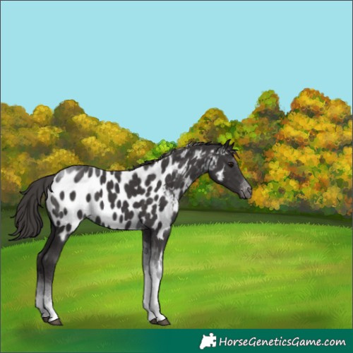 Horse Color:Smoky Black Tobiano Appaloosa 