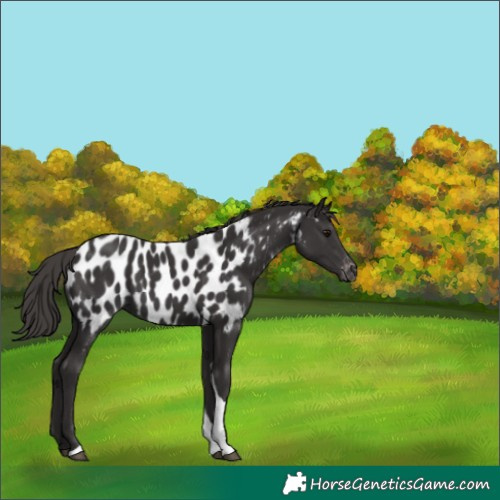 Horse Color:Smoky Black Tobiano Near Leopard 