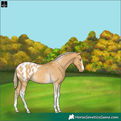 Horse Color:Palomino Dun Tobiano Blanket Rabicano 