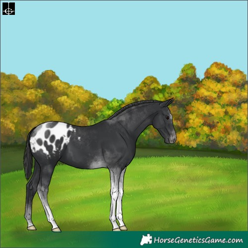 Horse Color:Black Tobiano Blanket 
