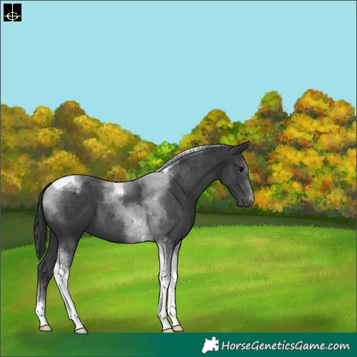 Horse Color:Black Tobiano 