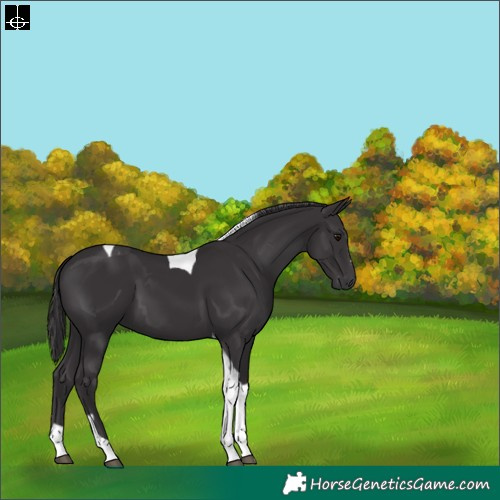Horse Color:Smoky Black Tobiano 