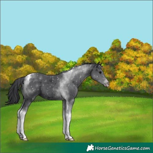 Horse Color:Black Tobiano 