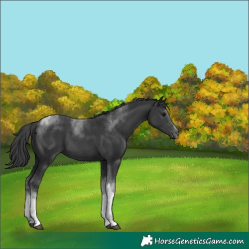 Horse Color:Black Tobiano 