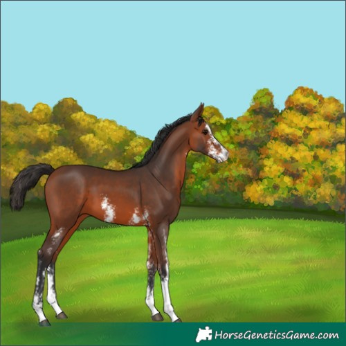 Horse Color:Bay Sabino 