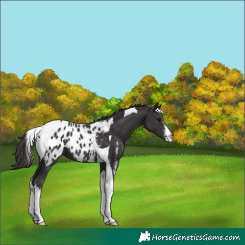 Horse Color:Smoky Black Sabino Tobiano Blanket 
