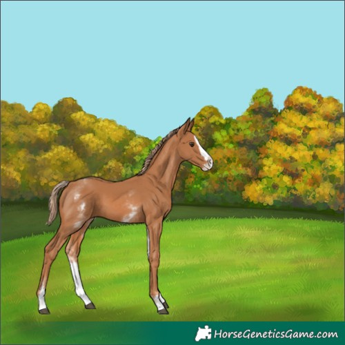 Horse Color:Unknown 
