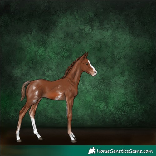 Horse Color:Unknown 