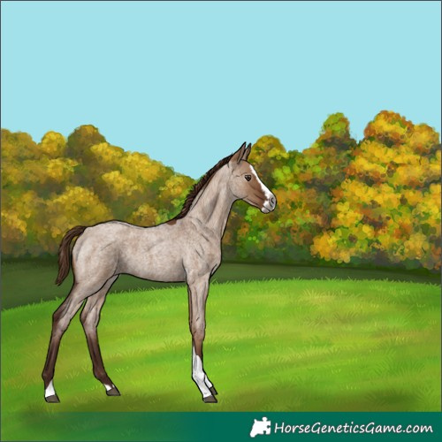 Horse Color:Unknown 