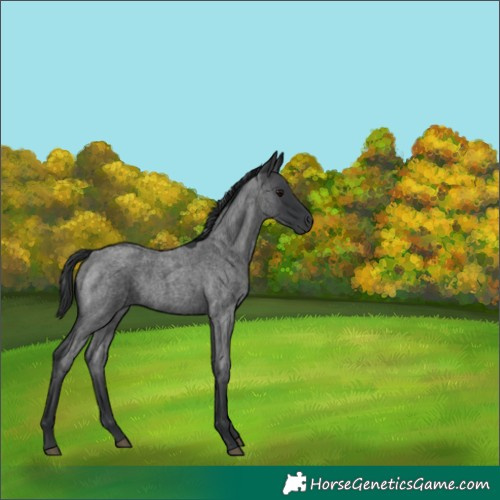 Horse Color:Unknown 