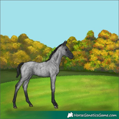 Horse Color:Unknown 