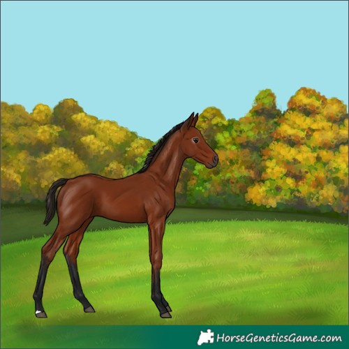 Horse Color:Unknown 
