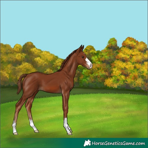 Horse Color:Unknown 