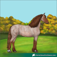 Horse Color:Red Roan