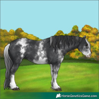 Horse Color:White Spotted Black