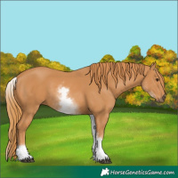 Horse Color:White Spotted Chestnut 