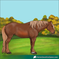 Horse Color:Chestnut 