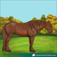 Horse Color:Chestnut 