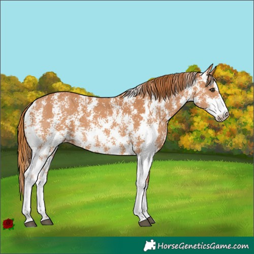 Horse Color:Chestnut Sabino 