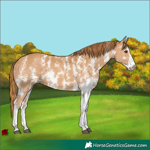 Horse Color:Chestnut Sabino 