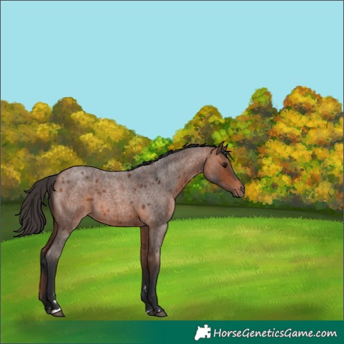 Horse Color:Bay Roan 