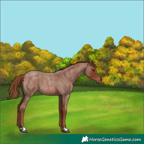 Horse Color:Red Roan