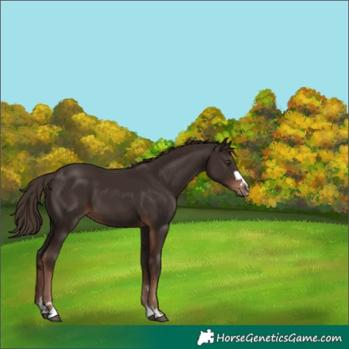 Horse Color:Liver Chestnut 