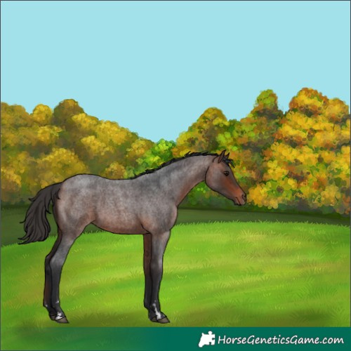 Horse Color:Bay Roan 