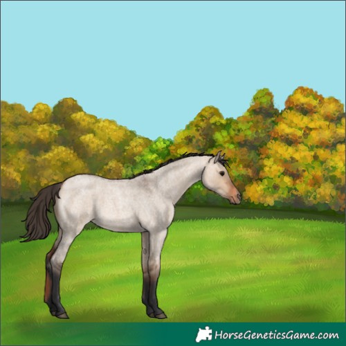 Horse Color:Bay Roan Dun Rabicano 