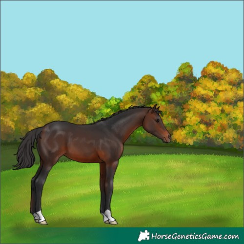 Horse Color:Brown 