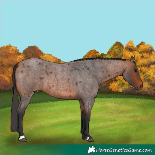 Horse Color:Bay Roan