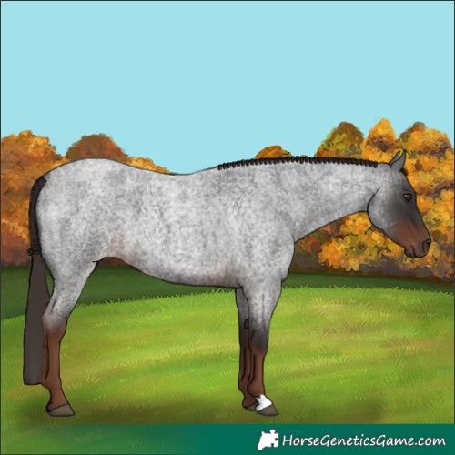 Horse Color:Liver Red Roan