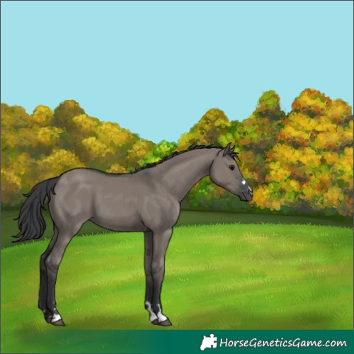 Horse Color:Grullo 