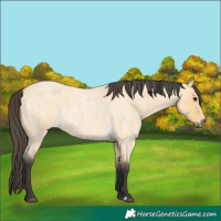Horse Color:Buckskin Roan