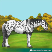 Horse Color:White Spotted Black Splash Tobiano Frame Appaloosa 