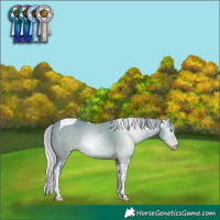Horse Color:Gray Watercolor Silver Classic Champagne Dun Tobiano