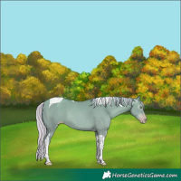 Horse Color:Gray Watercolor Silver Classic Champagne Dun Tobiano 