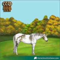 Horse Color:Gray White Spotted Silver Brown Dun Tobiano Frame 