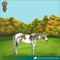 Horse Color:Gray White Spotted Silver Brown Dun Tobiano Frame 