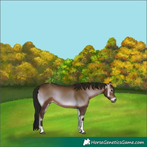 Horse Color:Gray Bay Onyx Tobiano